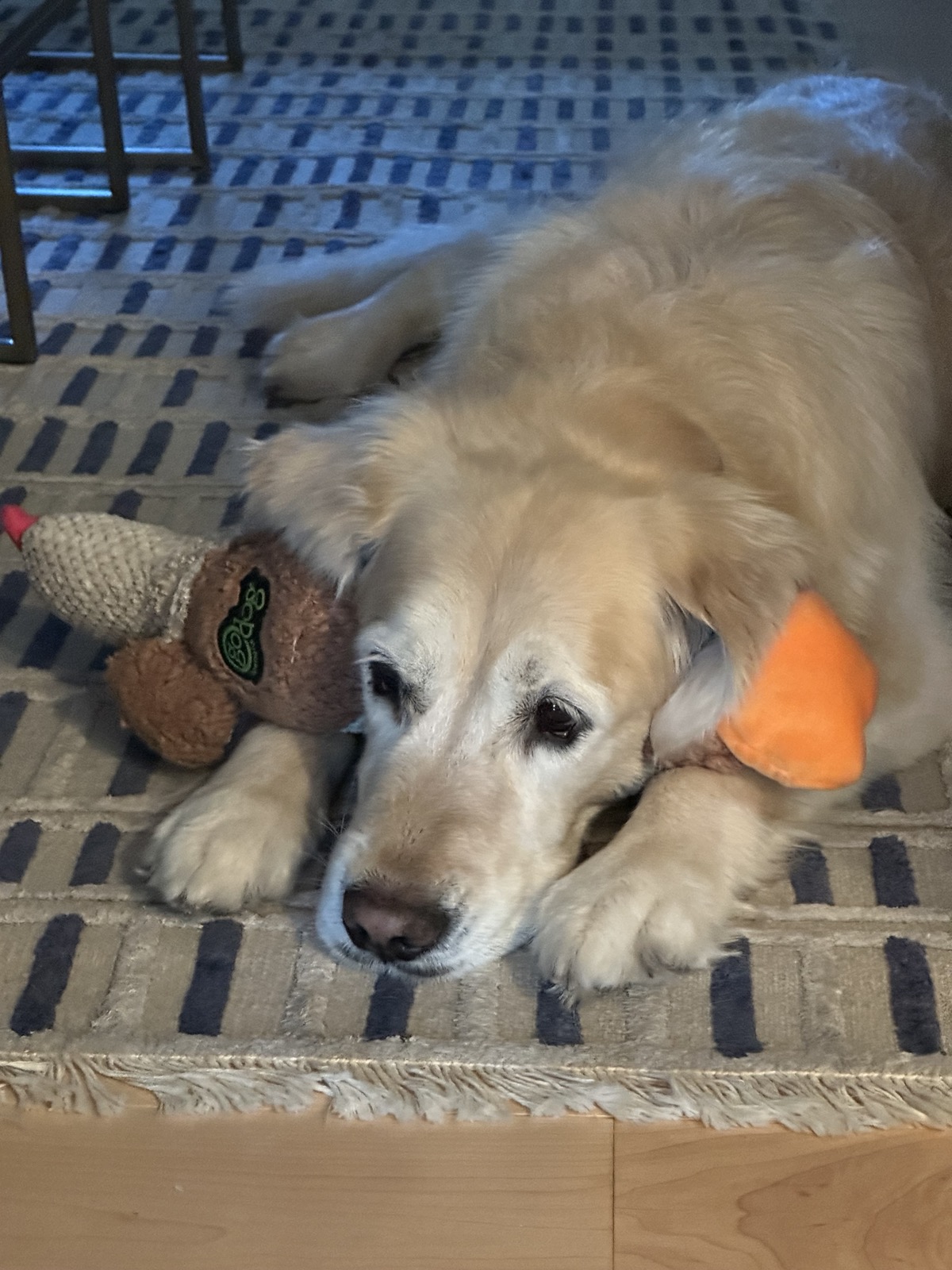 Photo of Shira, a beloved golden retriever, shot on an iPhone 12.